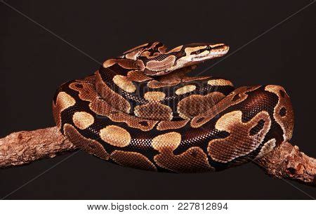 2-Headed Ball Python に対する画像結果