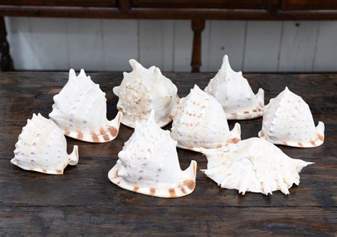 Toradh íomhá ar Large Sea Shells