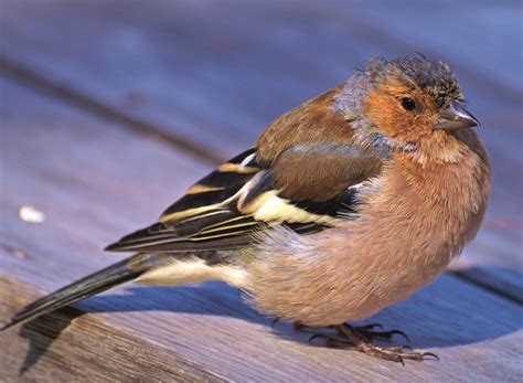 Bird Dog Keiser に対する画像結果