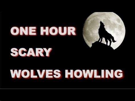 Image result for Wolves Howling Audio
