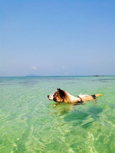 Toradh íomhá ar Background Island Vibes