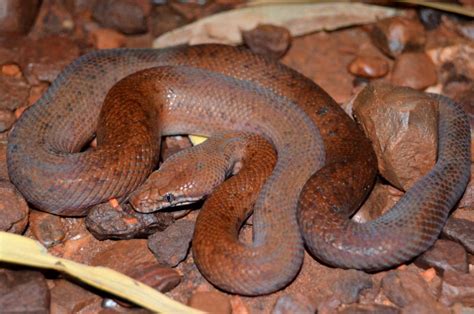 Pygmy Python Full Size に対する画像結果