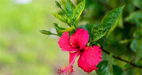 Toradh íomhá ar How to Care for Hibiscus
