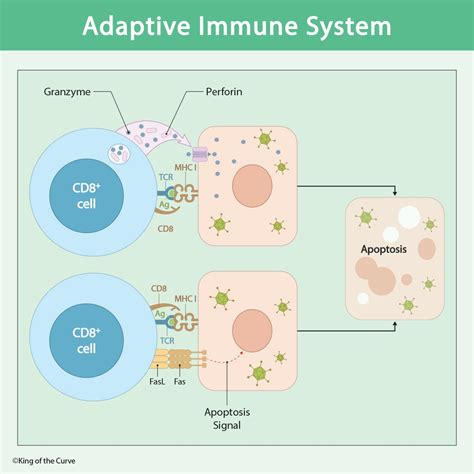Afbeeldingsresultaten voor Types of Immunity MCAT