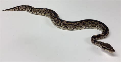 Image result for Super Stranger Ball Python