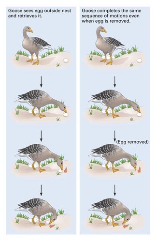Afbeeldingsresultaten voor Fixed Action Pattern Goose Soccer Ball Supernormal Stimulus Example
