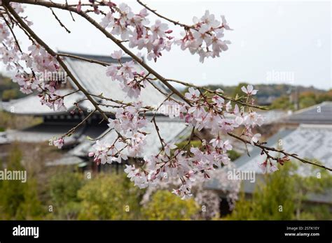 Toradh íomhá ar Hanami Path