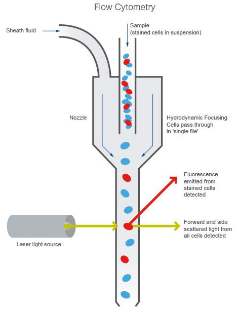 Afbeeldingsresultaten voor Flow Cytometry Principle