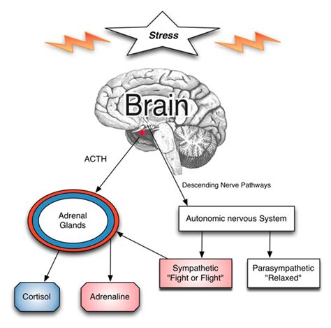 Image result for How Stress Affects the Brain