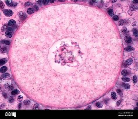 Image result for Oocyte Microscope Labeled