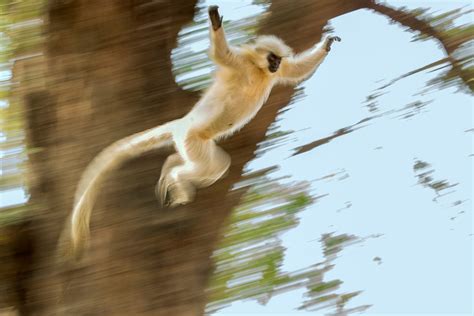 Jumping Animals に対する画像結果