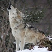Image result for Wolves Howling Audio