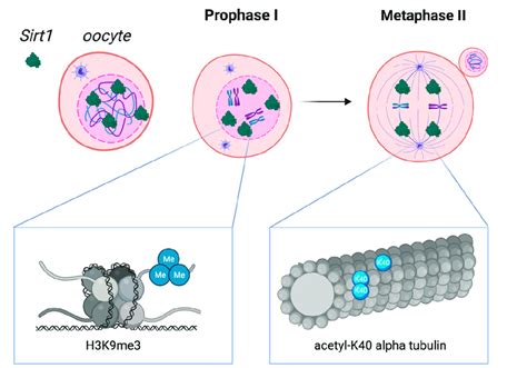 Afbeeldingsresultaten voor 1 Oocyte