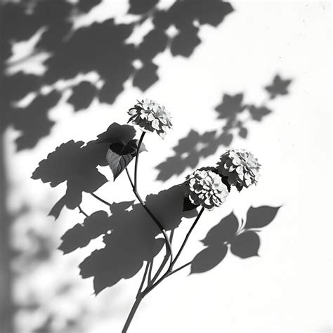 Toradh íomhá ar Briad Hydrangea Broad