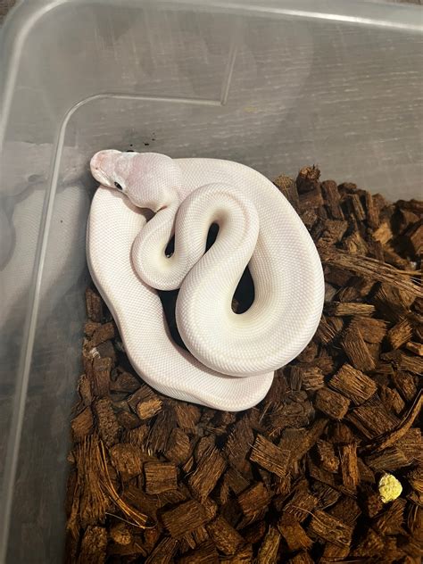 Leucistic Ball Python に対する画像結果