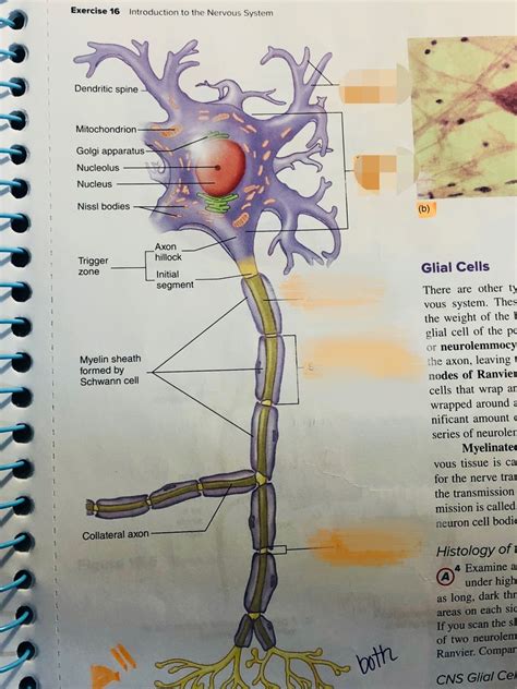 Afbeeldingsresultaten voor Example of Multipolar Neuron