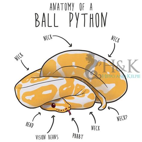Python Anatomy に対する画像結果