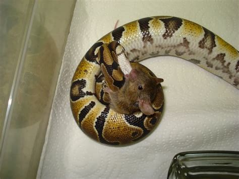 Python Regius Teeth Diagram に対する画像結果