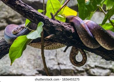 Image result for Reptile Substrate