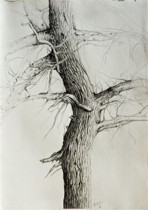 Realistic Tree Trunk Drawing に対する画像結果