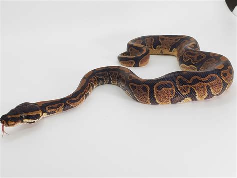 Carball Python に対する画像結果