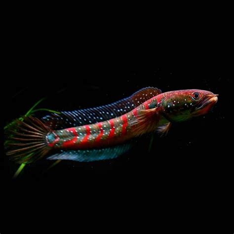 Python in Chinese-साठीचा प्रतिमा निकाल