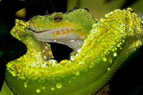 Image result for Green Tree Python Growth Chart