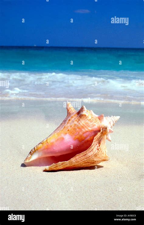 Toradh íomhá ar Colorful Conch Shell