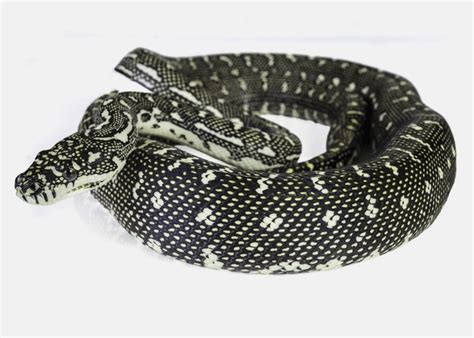 Image result for Cartoon Diamond Python