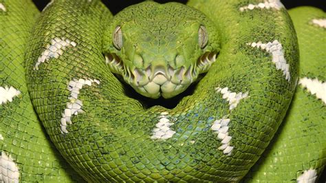 Image result for Slim Green Python