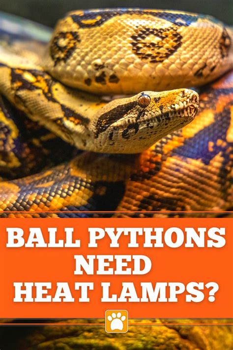 Ball Python Heat Bulb に対する画像結果