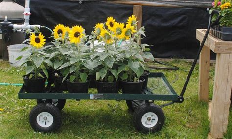 Sunfinity Sunflower に対する画像結果