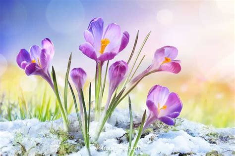 Image result for Light Spring Jewellery