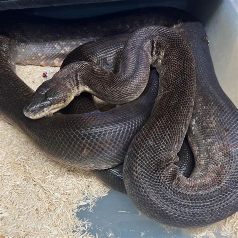 Toradh íomhá ar Stimson Python Adult