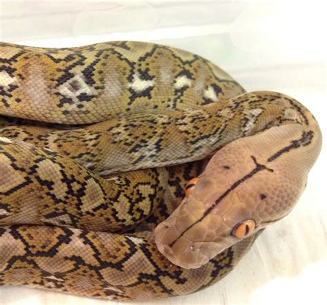 Image result for Dwarf Reticulated Python Morphs
