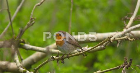 Image result for Robin Bird Flying
