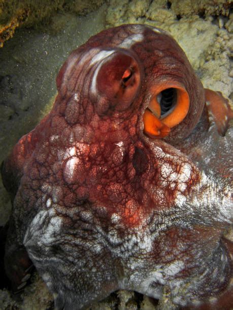 Image result for Octopus Changing Colour