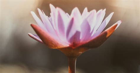 Image result for How to Heal Bone Fracture Ribs