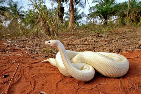 Python Playing with Sand-साठीचा प्रतिमा निकाल