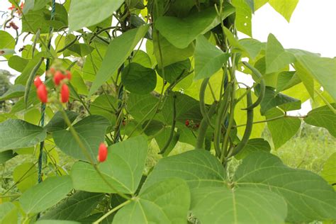 Afbeeldingsresultaten voor Lady Di Runner Beans