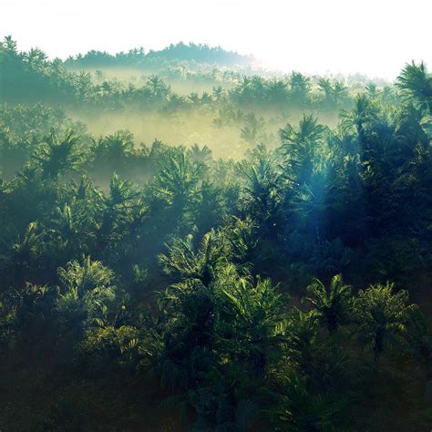 Toradh íomhá ar SpeedTree for Maya