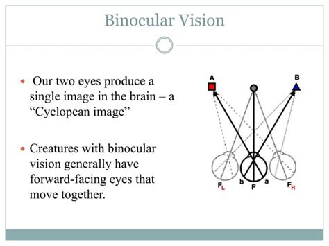 Image result for Binocularity