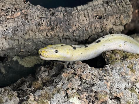 Toradh íomhá ar Reticulated Python Visual Cow