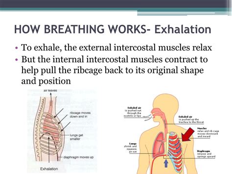 Afbeeldingsresultaten voor Inhalation and Exhalation Valve