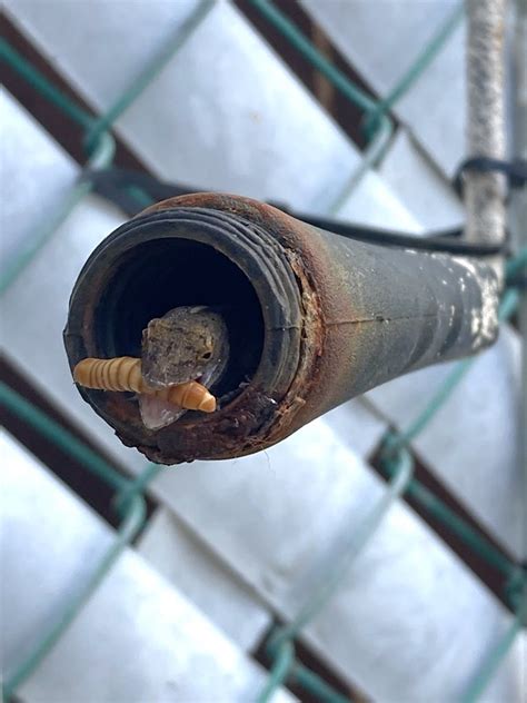 Fred's Breakfast に対する画像結果