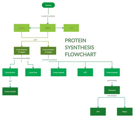 Afbeeldingsresultaten voor Protein Synthesis Process Diagram