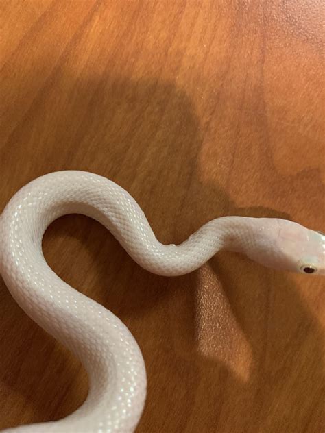 Image result for Bold Python Snake Burn Scale