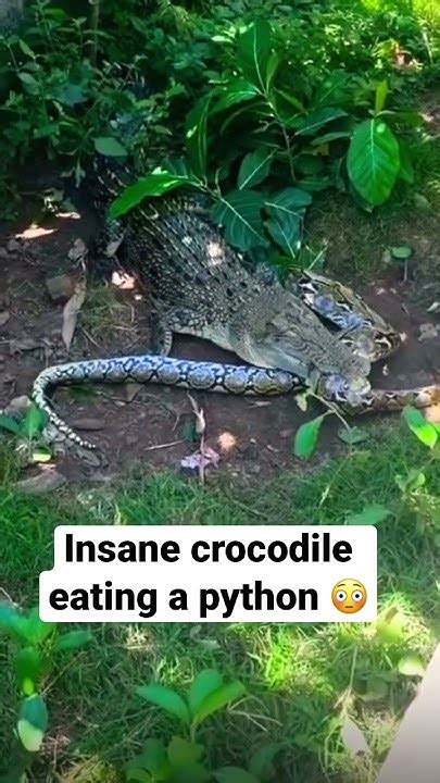 Image result for Croc vs Python