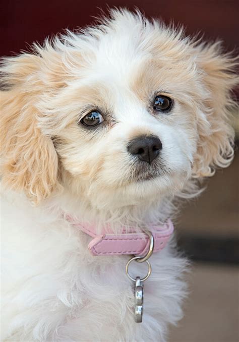 Cavachon Temperament に対する画像結果