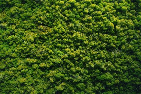 Green Moss Wall Texture for Your Home Decor